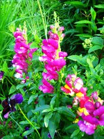 IMG_3800.JPG