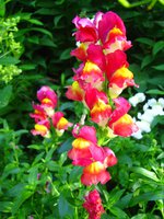 IMG_3801.JPG