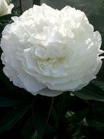 IMG_20130619_184004.jpg