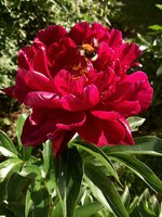 IMG_20130619_184120.jpg