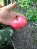 Это певый раз посадили на пробу  Падишах. Первый плод и не крупный и вкус водянистый.может из за того,что первый. Точку на сорта ставить рано.<br />Все сорта в этом году мелкие плоды.Бабушкин секрет,Розовый слон,Шапка Мономаха.Прошлые годы плоды были 700-800 он.