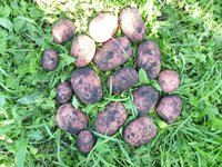 С трёх кустов