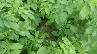 Весь листовой аппарат здоров