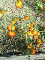 IMG00115.jpg