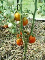 IMG00111.jpg