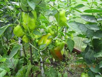 IMG_2836.JPG