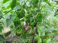 IMG_2835.JPG