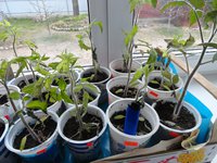 DSC06087-01.jpg
