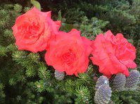 IMG_4647.JPG