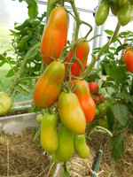 DSCN0645-Щедрая сливка Тарасенко.JPG