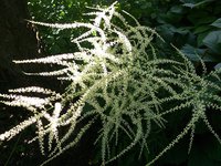 IMG_20130620_181925.jpg