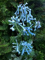 IMG_20130620_182031.jpg