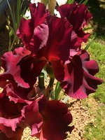IMG_20130621_195852.jpg