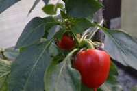 DSC_7916.jpg