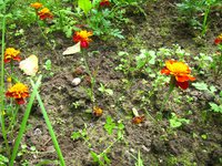 IMG_3917.JPG