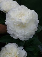IMG_20130621_023212.jpg