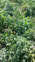 20170814_113541.jpg