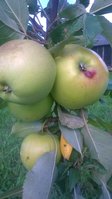 WP_20170805_003.jpg