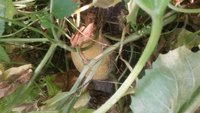 IMG-20170811-WA0001.jpeg
