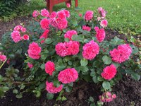 Pink Swany
