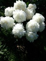 IMG_20130621_215523.jpg