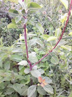 IMG_20130622_090845.jpg