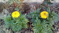 IMG_20170808_190754.jpg