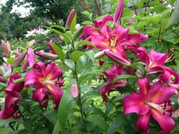 лилия ОТ-гибрид ЭМПОЛИ (Lilium OT-Hybrid Empoli)