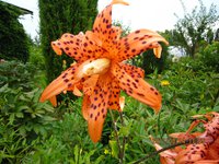 IMG_2926.JPG