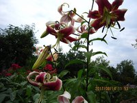IMG_2920.JPG