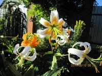 IMG_2911.JPG