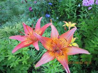 IMG_2771.JPG