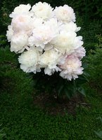 IMG_20130622_120542.jpg
