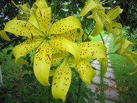 IMG_2789.JPG