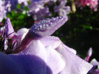 IMG_4008-1.jpg
