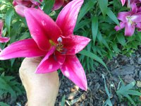 IMG_7318.JPG