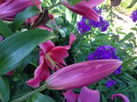 IMG_7321.JPG