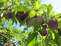 IMG_0033.JPG