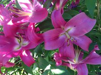 IMG_7363.JPG