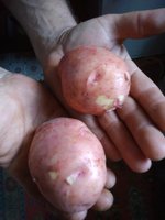 Сорт Киевский Свитанок.