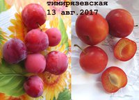 тимиряз.jpg
