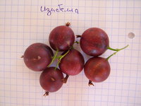 Изабелла.JPG