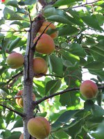 IMG_0037.JPG