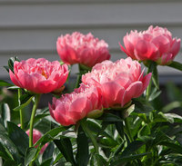 Pink-Hawaiin-Coral-2013.jpg