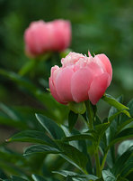 Pink-Hawaiin-Coral_12.jpg