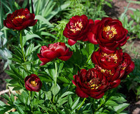 Buckeye-Belle-_2013.jpg