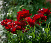 Buckeye-Belle-2013.jpg