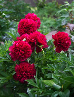 Red-Grace-2013.jpg