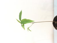 Annona delicosa (Rollinia)