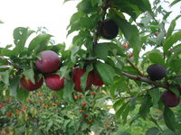 DSC05733.JPG